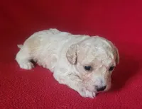 Rascal , a male Bichpoo and Poochon for sale in Cassville, MO – 3 of 5