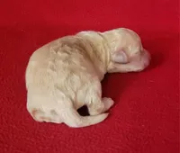 Rascal , a male Bichpoo and Poochon for sale in Cassville, MO – Photo 4 of 5