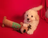 Snuggles, a male Bichpoo and Poochon for sale in Cassville, MO – 2 of 8