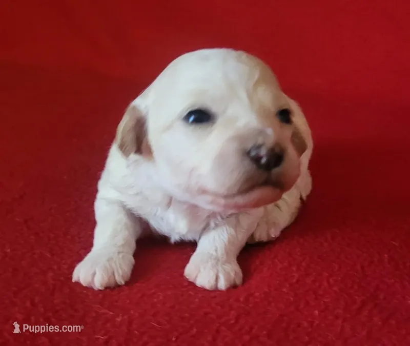 Faith – Bichpoo, Poochon puppy on hold in Cassville, MO