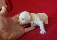 Faith, a female Bichpoo and Poochon for sale in Cassville, MO – 4 of 6