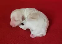 Faith, a female Bichpoo and Poochon for sale in Cassville, MO – Photo 4 of 4