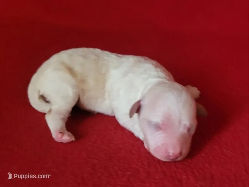 Faith – Bichpoo, Poochon puppy for sale in Cassville, MO