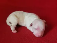 Faith, a female Bichpoo and Poochon for sale in Cassville, MO – Photo 1 of 4