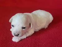 Faith, a female Bichpoo and Poochon for sale in Cassville, MO – 2 of 6