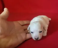 Faith, a female Bichpoo and Poochon for sale in Cassville, MO – 3 of 6