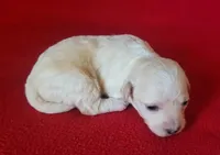 Faith, a female Bichpoo and Poochon for sale in Cassville, MO – 5 of 6