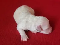 Faith, a female Bichpoo and Poochon for sale in Cassville, MO – Photo 3 of 4