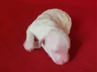 Faith, a female Bichpoo and Poochon for sale in Cassville, MO – Photo 2 of 4