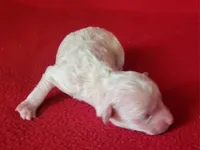 Snuggles, a male Bichpoo and Poochon for sale in Cassville, MO – Photo 3 of 6