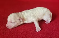 Snuggles, a male Bichpoo and Poochon for sale in Cassville, MO – Photo 2 of 6