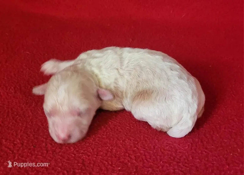 Snuggles – Bichpoo, Poochon puppy for sale in Cassville, MO