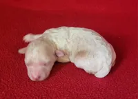 Snuggles, a male Bichpoo and Poochon for sale in Cassville, MO – Photo 1 of 6