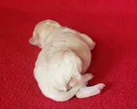 Snuggles, a male Bichpoo and Poochon for sale in Cassville, MO – Photo 5 of 6