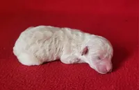 Snuggles, a male Bichpoo and Poochon for sale in Cassville, MO – Photo 4 of 6