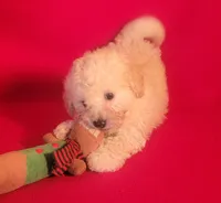 Snuggles, a male Bichpoo and Poochon for sale in Cassville, MO – 8 of 8