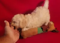 Snuggles, a male Bichpoo and Poochon for sale in Cassville, MO – 3 of 8