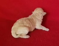 Grace, a female Bichpoo and Poochon for sale in Cassville, MO – Photo 2 of 6