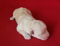 Grace, a female Bichpoo and Poochon for sale in Cassville, MO – Photo 6 of 6