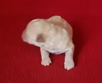 Grace, a female Bichpoo and Poochon for sale in Cassville, MO – Photo 4 of 6