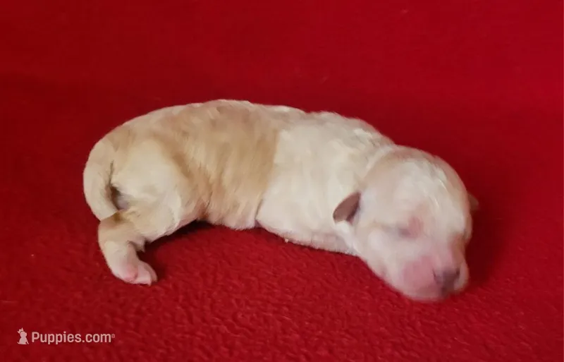 Grace – Bichpoo, Poochon puppy for sale in Cassville, MO