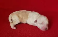 Grace, a female Bichpoo and Poochon for sale in Cassville, MO – Photo 1 of 6