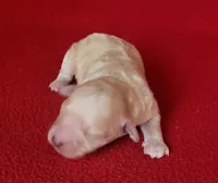 Grace, a female Bichpoo and Poochon for sale in Cassville, MO – Photo 5 of 6