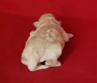 Grace, a female Bichpoo and Poochon for sale in Cassville, MO – Photo 3 of 6