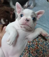 Zoe, a female French Bulldog for sale in Chester, VA – 2 of 4