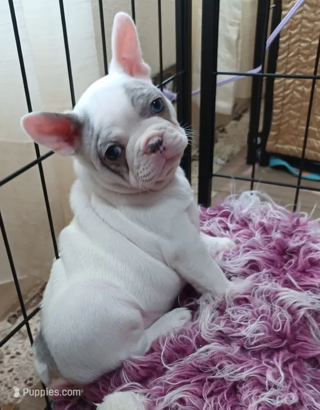 Zoe – French Bulldog puppy for sale in Chester, VA