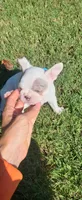 Zoe, a female French Bulldog for sale in Chester, VA – 4 of 4