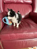 Puppy1, a male Chihuahua for sale in Wilkesboro, NC – Photo 1 of 3