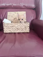 Coco, a male Chihuahua for sale in Wilkesboro, NC – 4 of 5