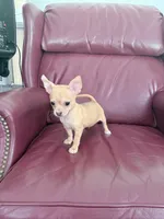 Coco, a male Chihuahua for sale in Wilkesboro, NC – 3 of 5