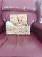 Coco, a male Chihuahua for sale in Wilkesboro, NC – 5 of 5