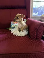 Baby, a male Chihuahua for sale in Wilkesboro, NC – 2 of 3
