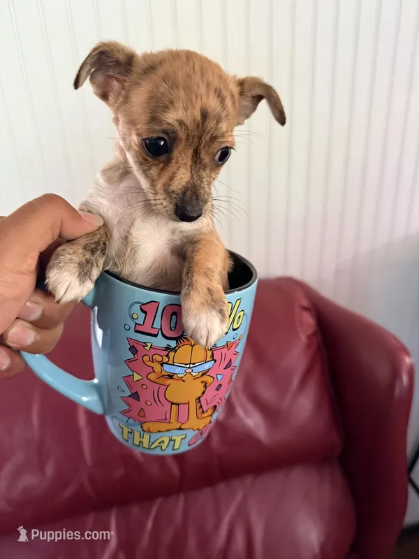 Baby – Chihuahua puppy for sale in Wilkesboro, NC