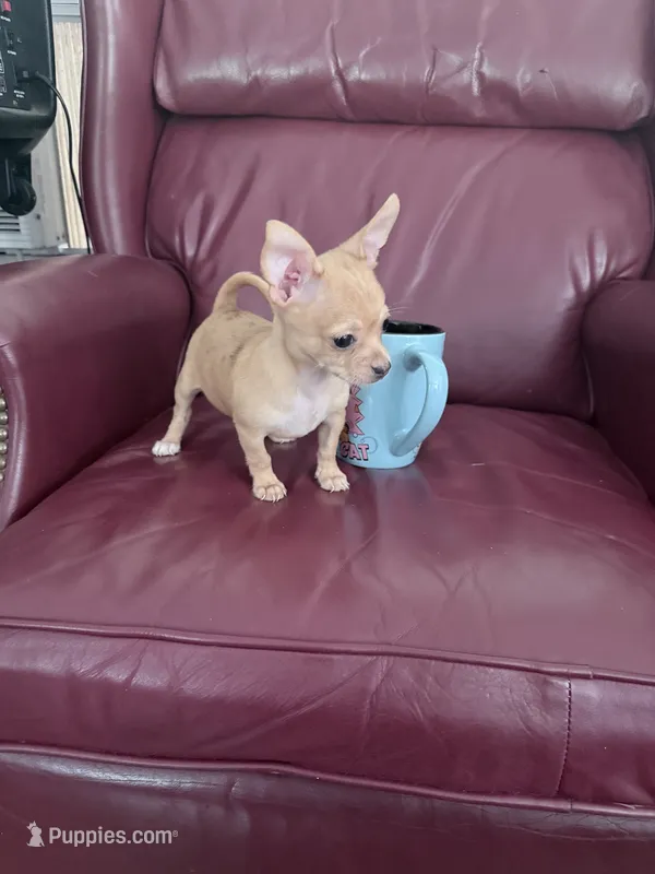 Coco – Chihuahua puppy for sale in Wilkesboro, NC
