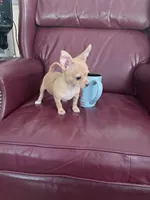 Coco, a male Chihuahua for sale in Wilkesboro, NC – 1 of 5