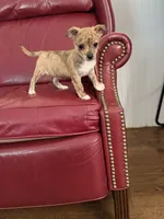 Baby, a male Chihuahua for sale in Wilkesboro, NC – 3 of 3