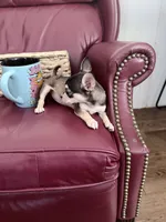 Lily , a female Chihuahua for sale in Wilkesboro, NC – 4 of 5