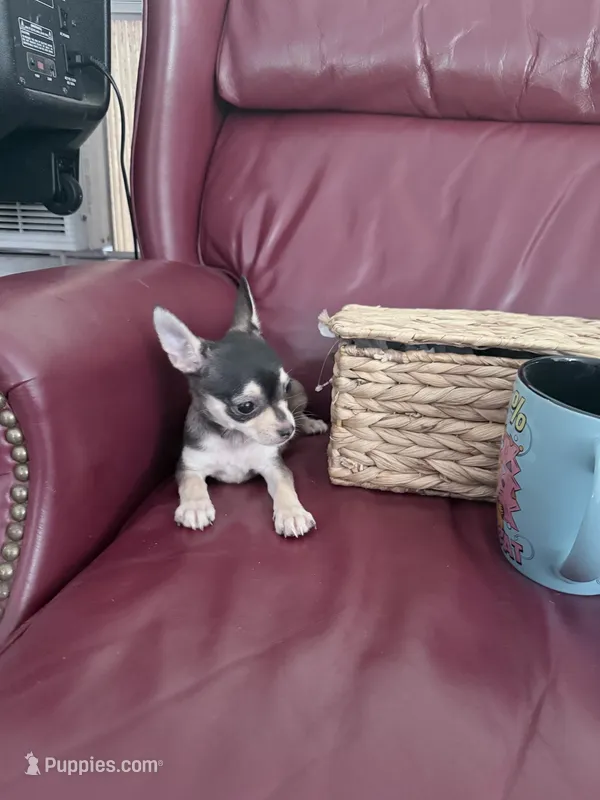 Lily  – Chihuahua puppy for sale in Wilkesboro, NC