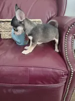 Lily , a female Chihuahua for sale in Wilkesboro, NC – 5 of 5