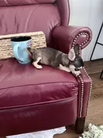 Lily , a female Chihuahua for sale in Wilkesboro, NC – 2 of 5