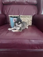 Lily , a female Chihuahua for sale in Wilkesboro, NC – 3 of 5