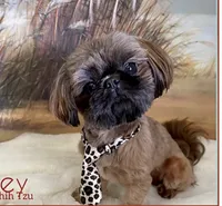 Mini 'May' Imperial, a female Shih Tzu for sale in Berrien Springs, MI – 9 of 10