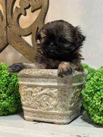 Mini 'May' Imperial, a female Shih Tzu for sale in Berrien Springs, MI – 5 of 10