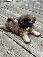 Mini 'May' Imperial, a female Shih Tzu for sale in Berrien Springs, MI – 2 of 10