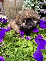 Mini 'May' Imperial, a female Shih Tzu for sale in Berrien Springs, MI – 2 of 10
