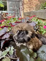 Mini 'May' Imperial, a female Shih Tzu for sale in Berrien Springs, MI – 1 of 10
